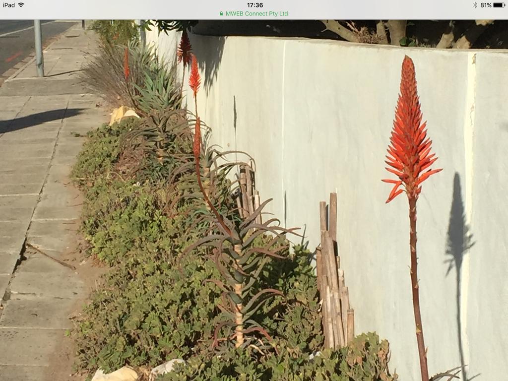 77 On 7Th Street Διαμέρισμα Hermanus Εξωτερικό φωτογραφία